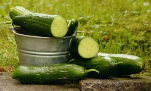 Gurkenrollen